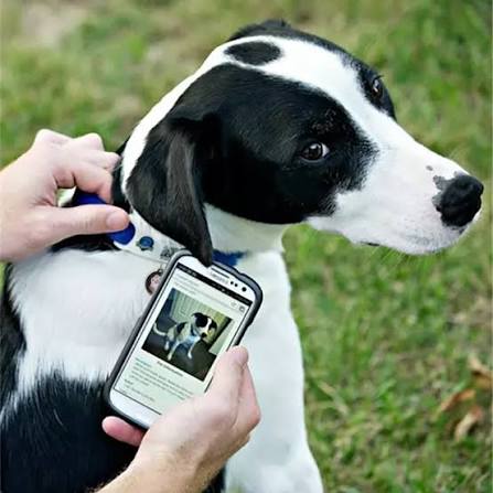 Perro con placa NFC y un teléfono que muestra su perfil